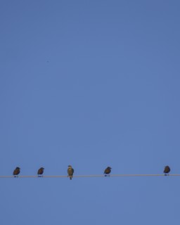 Starlings perching on cable wire against blue sky