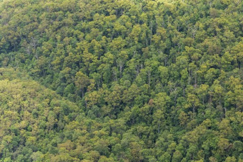 Dense Eucalyptus forest