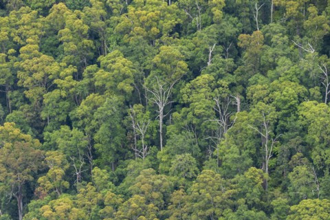 Dense Eucalyptus forest