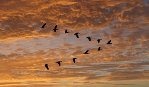 Egyptian Goose (Alopochen aegyptiaca) flying in V-formation against clouds at sunset