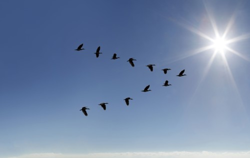 Egyptian Goose (Alopochen aegyptiaca) flying in V-formation on sunny sky