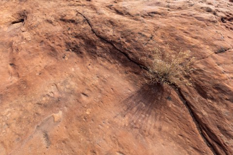 Plant growing from crack in sandstone rock in Grand Staircase-Escalante National Monument