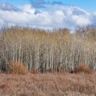 Leafless trees and clouds