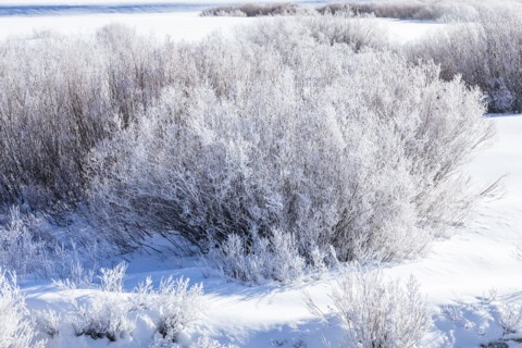 Icy riverside willows