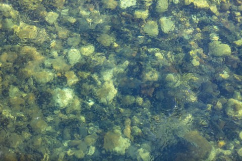 Clear waters of Salmon River