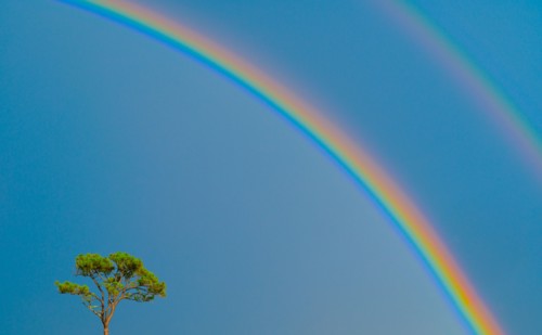 Single tree and double rainbow on blue sky