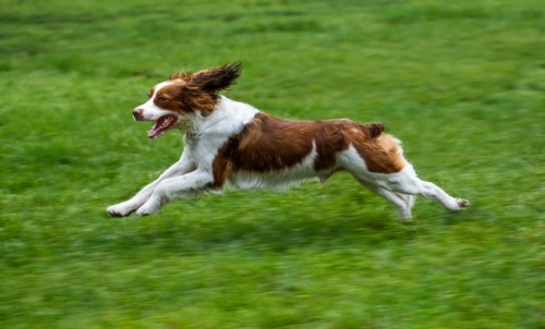 Springer spaniel running on lawn