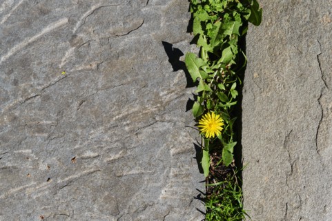 Overhead view of dandelion growing in crack between slate stones