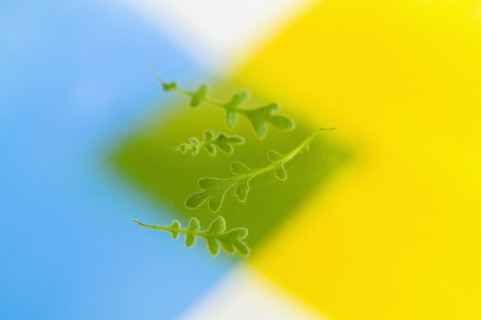 Green leaves on color background