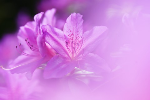 Close-up of pink azalea flowers