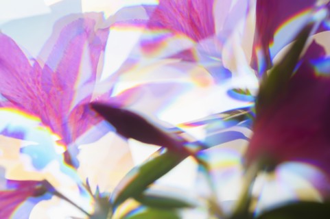 Close-up of pink azalea flowers in sunlight