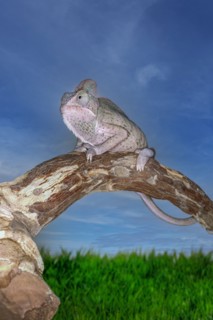 Madagascar