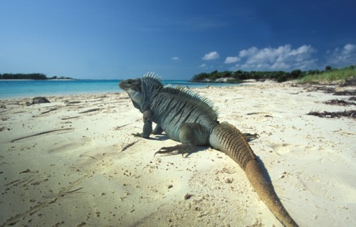 Turks and Caicos