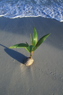 Jamaica