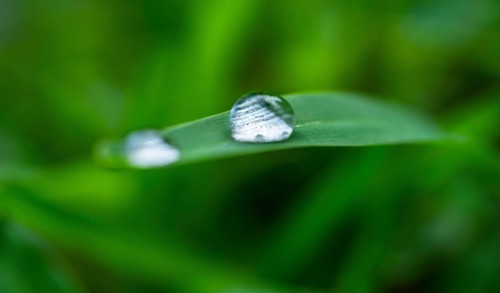 Close-up of water drops on grass