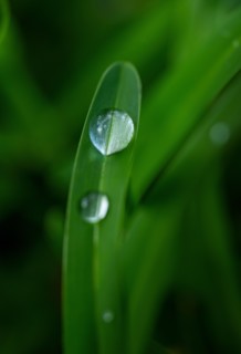 Close-up of water drops on grass
