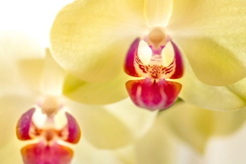 Close-up of orchids