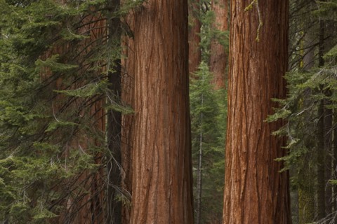 Usa, California, Sequoias in forest