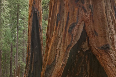 Usa, California, Sequoias in forest