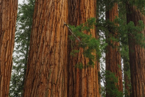Usa, California, Sequoias in forest