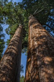 Usa, California, Low angle view of sequoias in forest