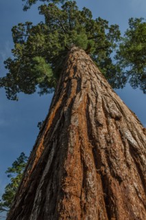 Usa, California, Low angle view of sequoia