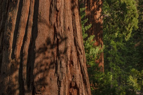 Usa, California, Close-up of sequoia trunks