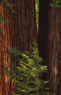Usa, California, Close-up of sequoia trunks