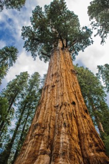 Usa, California, Low angle view of sequoia