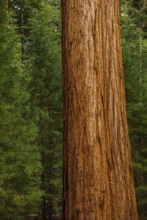 Usa, California, Close-up of sequoia trunk