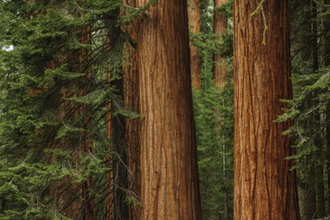 Usa, California, Sequoias in forest
