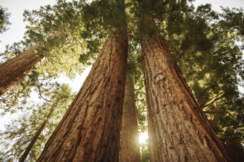 Usa, California, Low angle view of sequoias in forest