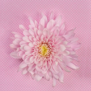 Pink Chrysanthemum on pink background