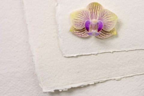 Orchid on white paper