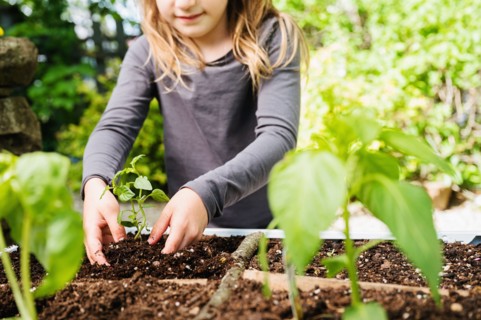 Smiling girl planting seedling