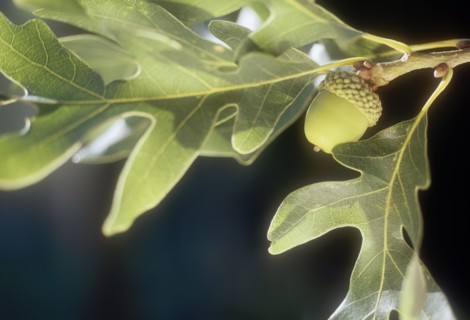 Close up of white oak acorn
