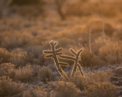 Usa, New Mexico, Santa Fe, El Dorado, Cholla Cactus in backlit in desert landscape at sunset