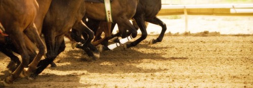 Legs of race horses running side by side on horse racing track during competition