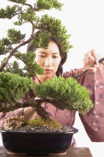 Woman trimming bonsai tree