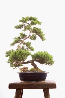 Studio shot of bonsai tree