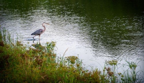 Great blue heron
