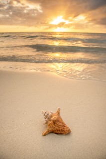 Conch shell on beach at sunset