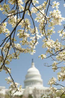 Cherry blossoms in bloom