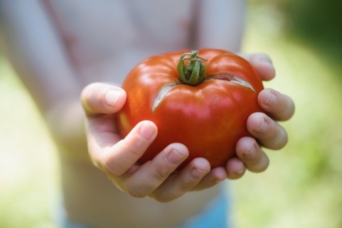 Close-up of hands of shirtless boy holding freshly picked tomato