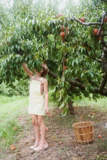 Girl picking peaches from tree in orchard