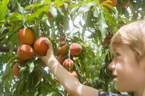 Close-up of boy picking peaches from tree in orchard