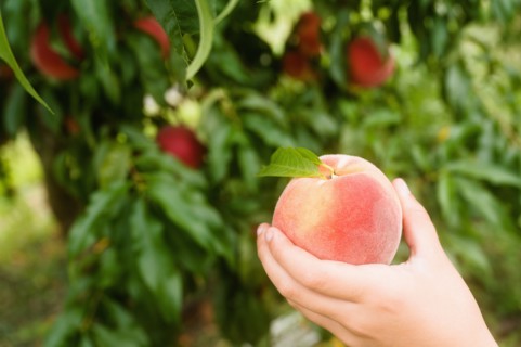 Close-up of girls hand holding peach