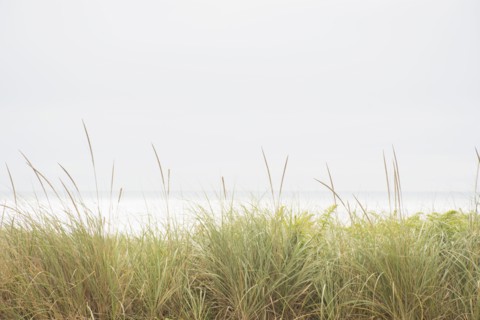 Marram grass and Atlantic Ocean from dunes