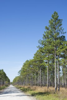 Dirt road through Longleaf Pine forest