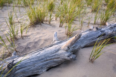 Driftwood on beach with grass